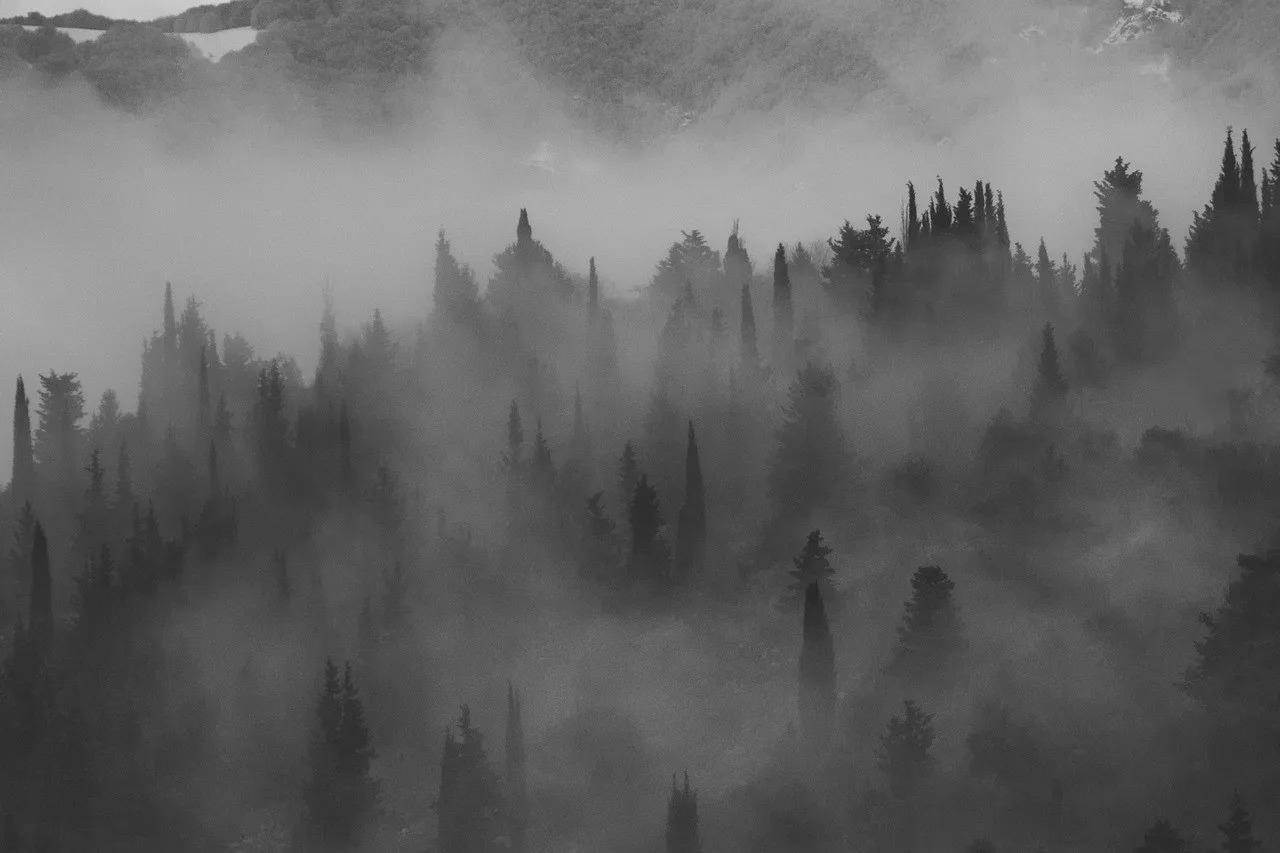 Dense foggy forest with layered atmospheric depth