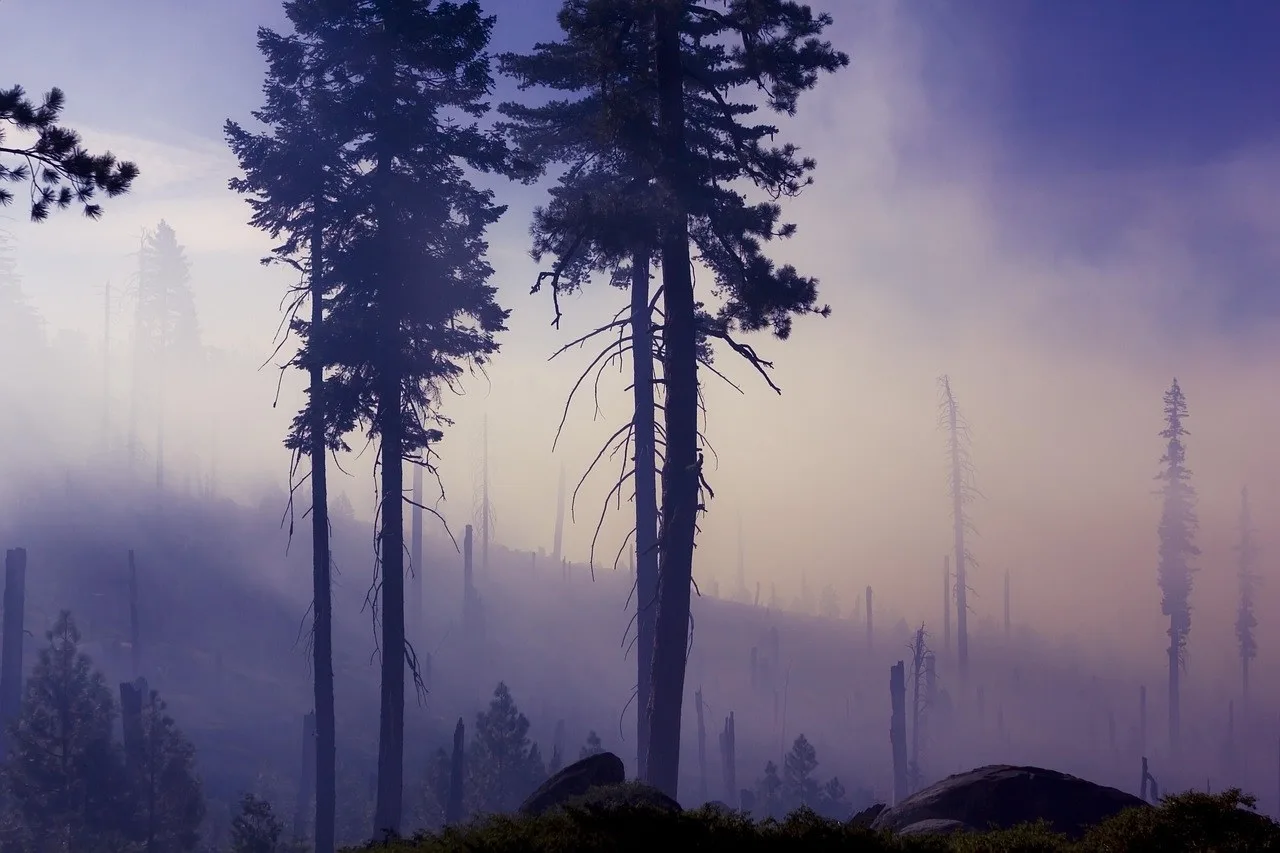 Tall thin trees emerging through heavy mist