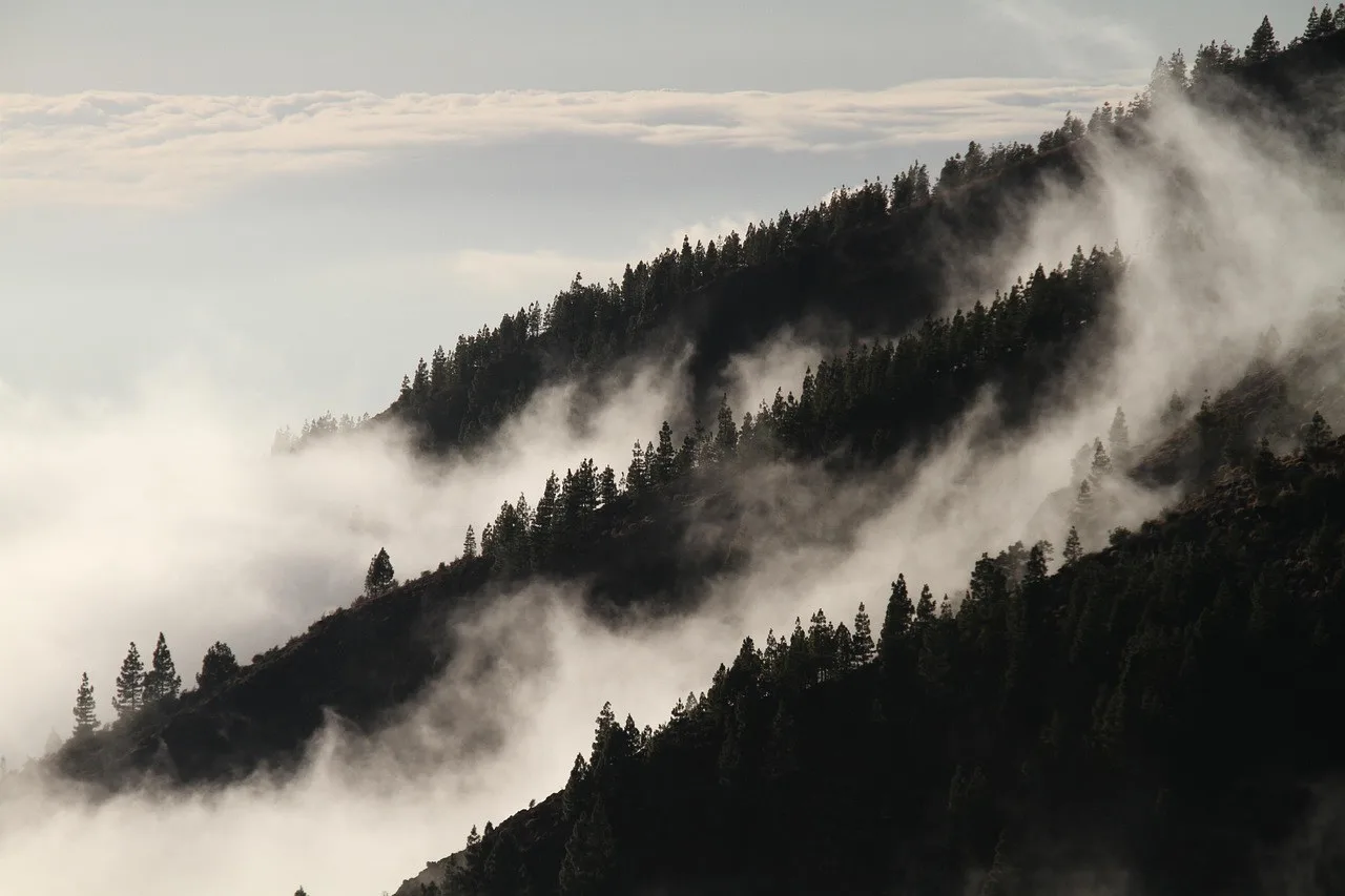 Misty mountain slope with trees